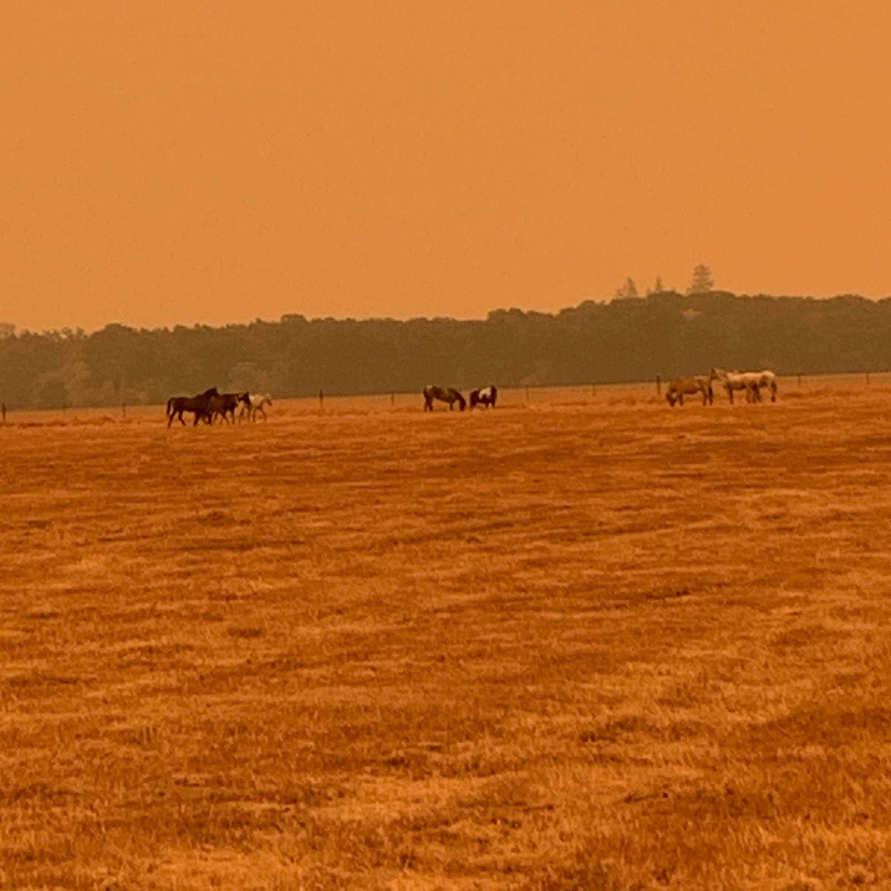 牧场上的马在橙色的天空中吃草